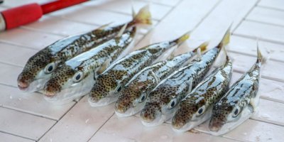 Tüm istilacı türlere, balon balığı teşviki istendi