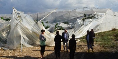 Antalya'da şiddetli rüzgar, muz seralarını vurdu