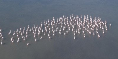 Flamingolar sulak alanda görsel şölen oluşturdu