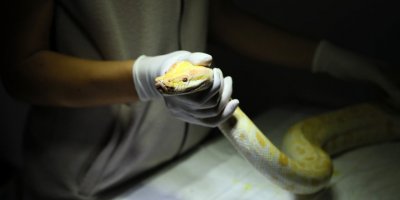 El koyulan albino piton yeni yuvasında