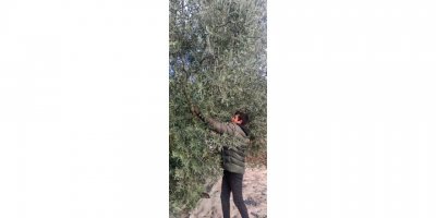 Zeytinden sağlanan gelir eğitime