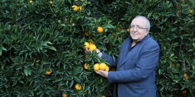 Dünyanın en iyi portakalında hasat başladı