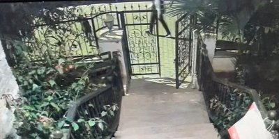 Marmaris'te 'cins köpek' hırsızlığı kamerada