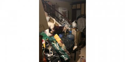 Evinde çok sayıda çürümüş köpek ve kedi ölüsü bulundu, akıl hastanesine sevk edildi