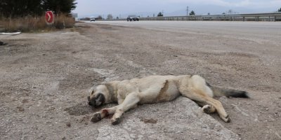 Afyon'da yol kenarında kurt ölüsü bulundu