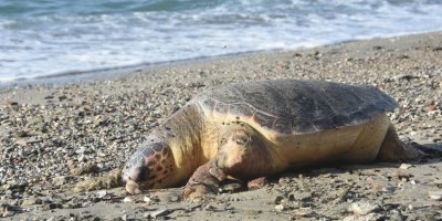 Bodrum'da sahile ölü caretta caretta vurdu