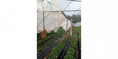 Antalya'da hortum, seralara zarar verdi