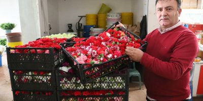 Sirtakide tabak kırma yerine Türk karanfili