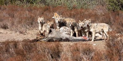 Yılkı atıyla beslenen kurt sürüsü görüntülendi