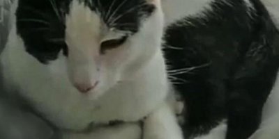 Tekir kedi, kalp kapakçığı tümörüyle literatüre girdi