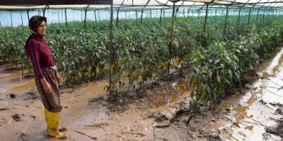 Sel mağduru çiftçiler, ürününü kurtarmaya çalışıyor