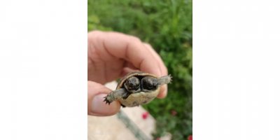 Antalya'da çift başlı kaplumbağa yavrusu görüldü