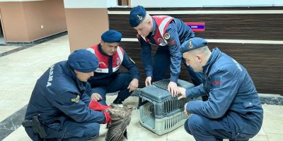 Yaralı şahini jandarma koruma altına aldı