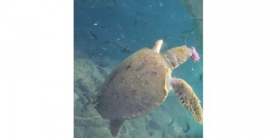 Yaralı caretta carettaya tedavi