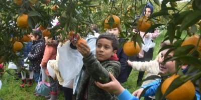 Bodrum'da ilkokul öğrencileri mandalina hasadı yaptı