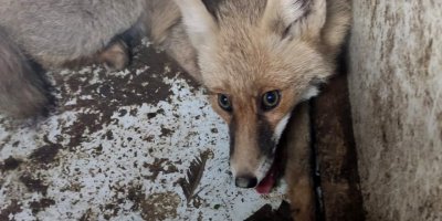 Yaralı tilki tedavi edilip doğaya bırakıldı