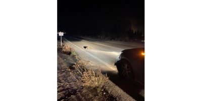 Otomobilin çarptığı 5 domuz öldü