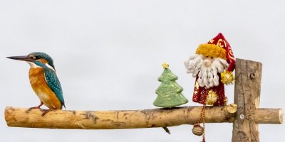 Yılbaşı sürprizi yalıçapkını