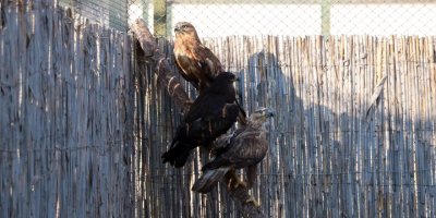 Yaralı yaban hayvanlarına şefkat eli