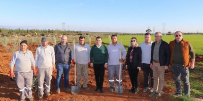 10 bin zeytin ağacının geliri 35 bin öğrenciye burs olacak