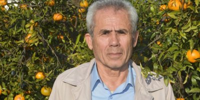 Bodrum mandalinasında hasat başladı