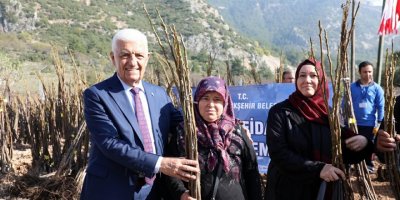 Muğla Büyükşehir Belediyesi meyve fidanı desteğine başlıyor