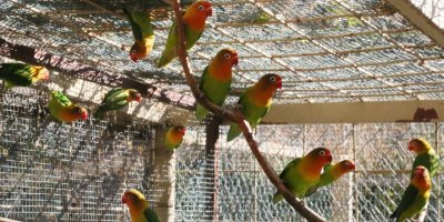 Satışı yasak 26 papağan ile 6 sakaya el koyuldu