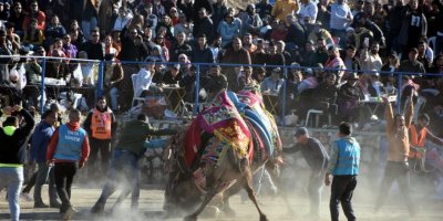 Bodrum'da deve güreşi festivali; binlerce kişi izledi