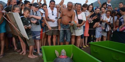 Caretta caretta 'Tuba'yı 7 milyon 767 bin kişi izledi