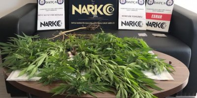 Datça'da evinde 8 kök hintkeneviriyle yakalanıp, gözaltına alındı