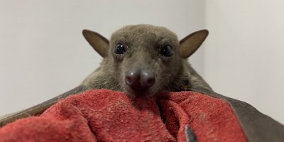 Meyve yarasası köpeğin ağzından kurtarıldı