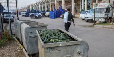 Dikenli salatalık, 'tüketimi yok' diye çöpe atılmış