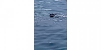 Bodrum'da Akdeniz foku görüntülendi