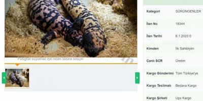 İnternetten yasa dışı 'Gila monster' satışı