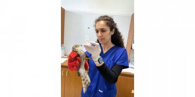 Bodrum'da yaralı bulunan iki şahin belediye ekipler tarafından tedaviye alındı