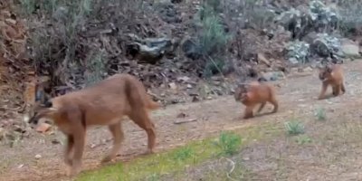 Muğla'da karakulak ile yavruları fotokapanla görüntülendi