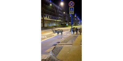 'Şehirli domuz bunlar, yol verin'  