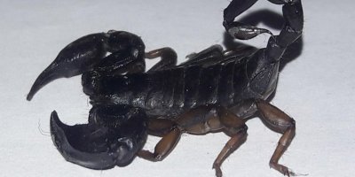 Zehrinin litresi 10 milyon dolar olan 'kara akrep' internette satışta