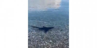 Muğla kıyılarında köpek balığı görüldü