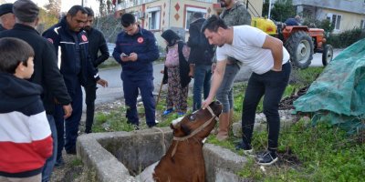 Sulama kanalına düşen inek, iş makinesiyle kurtarıldı; sahibi ağladı