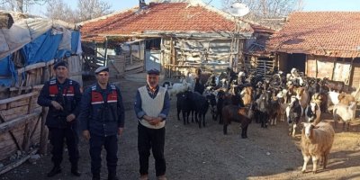 Kaybolan keçileri jandarma buldu