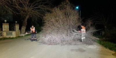 Bodrum'da fırtına ve sağanak; ağaçlar devrildi, yollar göle döndü