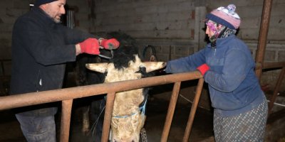 Kurbanlık boğalarını depremzedelere bağışladılar; yardım kampanyasının öncüsü oldular