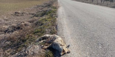 Aracın çarptığı tilki öldü