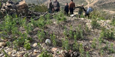 Yangın bölgesinde dikilen fidanlar boy vermeye başladı