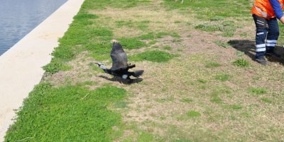 Tedavi edilen Karabatak, Boğaçayı'na salındı