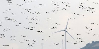 Göçmen kuşlar, depremin yıktığı Hatay'dan Türkiye'ye giriş yapıyor