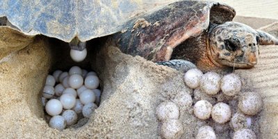 Çiftleşen carettalar için 'sessizlik' uyarısı