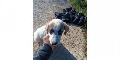 Çöp poşetine konulup ölüme terk edilen yavru köpek kurtarıldı