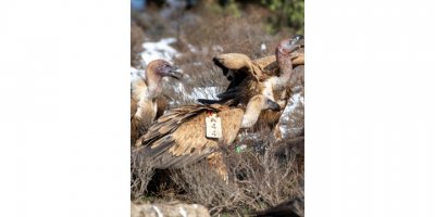 İsrail ve Hırvatistan'da halkalanan akbabalar Akdağ'da fotoğraflandı